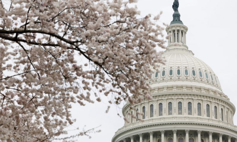 WASHINGTON, DC - MARCH 27: Cherry blossoms bloom on the grounds of the U.S. Capitol on March 27, 2023 in Washington, DC. This week the U.S. Senate will consider legislation to end the Iraq Authorizations for the Use of Military Force (AUMF) and hold hearings on investigation pertaining to the recent collapse of Silicon Valley Bank and Signature Bank. (Photo by Anna Moneymaker/Getty Images)