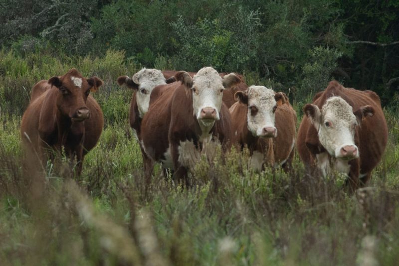 A herd of cows listens to their owners feed call in a field in Cerro Pelado, Lavalleja Department, 160 km northeast of Montevideo, Uruguay, on March 17, 2021. - Uruguayan cattle farms taking part in a project to mitigate the impact of cattle raising on climate change have started to apply different tactics in their activity, including the rotation of cattle to keep the grass tall, trying to get the cows pregnant at the same time and improving their diet among others. (Photo by Pablo PORCIUNCULA / AFP) (Photo by PABLO PORCIUNCULA/AFP via Getty Images)