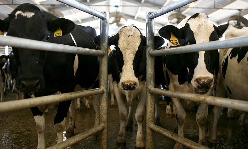 ESCALON, CA - JUNE 02: Cows wait to be milked at the Faria Dairy Farm June 2, 2009 in Escalon, California. As milk prices continue to plummet due to a weakening international and national demand, dairy farmers across the U.S. are struggling to turn a profit prompting many to sell off their cattle for slaughter and turn fields into corn crops. Within the past year, milk went from $17 per one hundred pounds down to $10 per hundred pounds. Most dairy farmers need to make at least $15 per hundred pounds to break even. (Photo by Justin Sullivan/Getty Images)