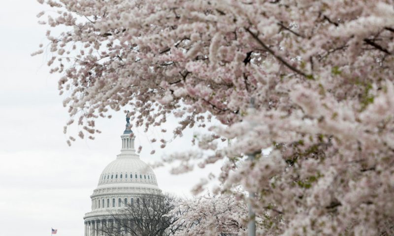 Cherry blossoms bloom on the grounds of the U.S. Capitol on March 27, 2023 in Washington, DC. This week the U.S. Senate will consider legislation to end the Iraq Authorizations for the Use of Military Force (AUMF) and hold hearings on investigation pertaining to the recent collapse of Silicon Valley Bank and Signature Bank. (Photo by Anna Moneymaker/Getty Images)