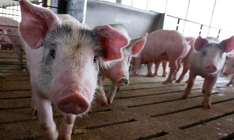 ELMA, IA - APRIL 28: Hogs are raised on the farm of Gordon and Jeanine Lockie April 28, 2009 in Elma, Iowa. Hog farmers who have been battered by rising feed prices are now faced with plummeting hog prices driven in part by misconceptions about the relationship of Swine Flu to eating pork and recent import bans on raw U.S. pork by some countries. (Photo by Scott Olson/Getty Images