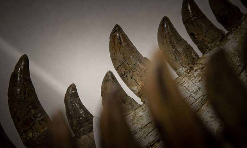 A photograph shows the teeth of a Tarbosaurus, an Asian cousin of the Tyrannosaurus rex, at the Paleospace Museum in Villers-sur-Mer, northwestern France on March 30, 2023, ahead of the exhibition "Tresors des collections : fossilisations exceptionnelles". (Photo by Lou BENOIST / AFP) (Photo by LOU BENOIST/AFP via Getty Images)