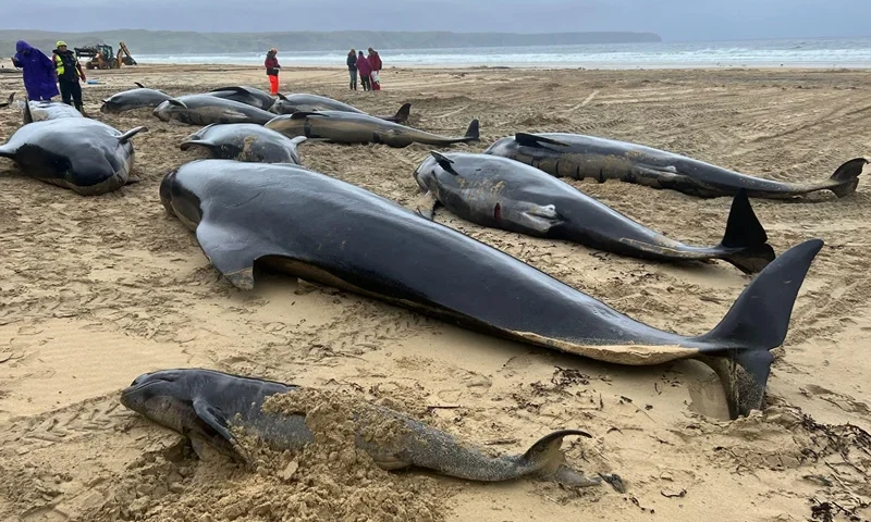 A view of dead whales after mass stranding in North Tolsta, Isle of Lewis, Britain, July 16, 2023 in this picture obtained from social media. Cristina McAvoy/via REUTERS