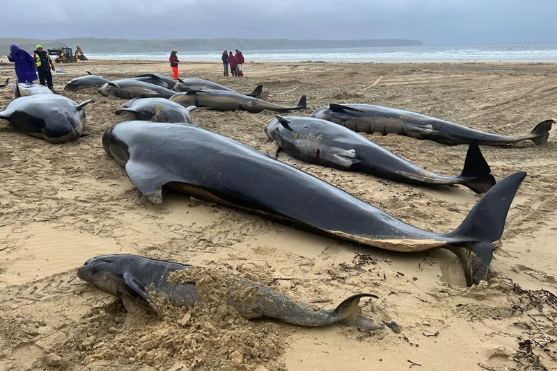 A view of dead whales after mass stranding in North Tolsta, Isle of Lewis, Britain, July 16, 2023 in this picture obtained from social media. Cristina McAvoy/via REUTERS