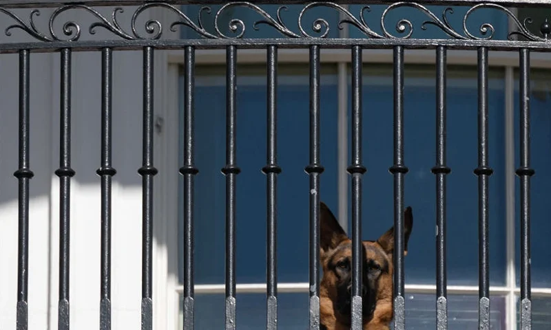 US President Joe Biden's dog Commander looks out from the Truman Balcony as Biden participates in the annual Thanksgiving turkey pardoning ceremony on the South Lawn of the White House in Washington, DC, on November 21, 2022. (Photo by SAUL LOEB / AFP) (Photo by SAUL LOEB/AFP via Getty Images)