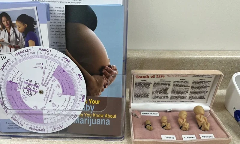 A model of human embryos during the early stages of pregnancy is displayed at a pregnancy crisis center run by the Christian faith-based non-profit Wellspring Life Ministry in Severna Park, Maryland, on June 13, 2023. The US Supreme Court's decision last year to scrap the landmark Roe v Wade decision, which guaranteed a constitutional right to a termination, was a landmark victory for the movement. But then came the next challenge as the court placed reproductive rights in the hands of individual states -- and some states quickly banned the procedure, but others moved to protect it. (Photo by Maria DANILOVA / AFP) (Photo by MARIA DANILOVA/AFP via Getty Images)