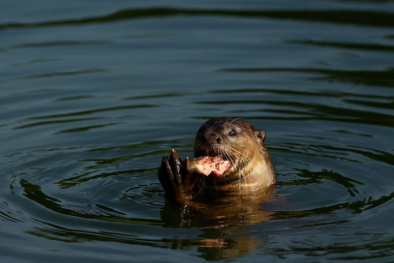 SINGAPORE, SINGAPORE - MARCH 04: A smooth-coated otter is seen eating a fish during the second round of the HSBC Women's World Championship at Sentosa Golf Club on March 04, 2022 in Singapore. (Photo by Yong Teck Lim/Getty Images)