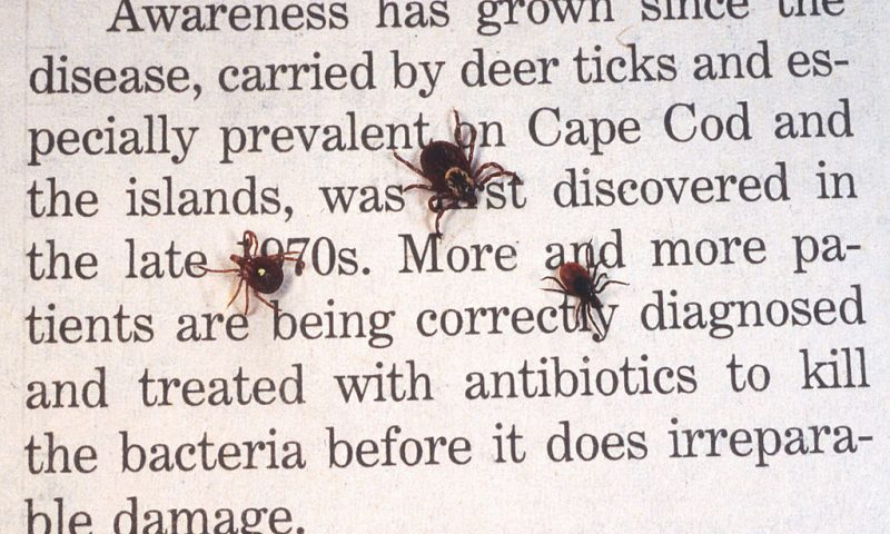 390650 06: A Close Up Of An Adult Female Deer Tick, Dog Tick, And A Lone Star Tick Are Shown June 15, 2001 On Book Print. Ticks Cause An Acute Inflammatory Disease Characterized By Skin Changes, Joint Inflammation, And Flu-Like Symptoms Called Lyme Disease. (Photo By Getty Images)