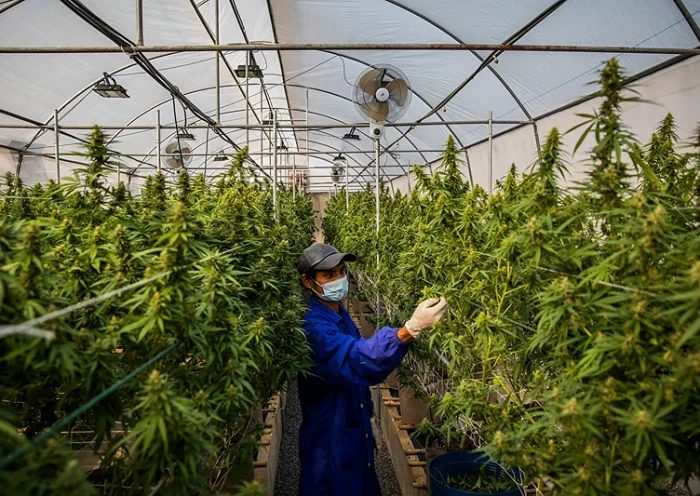 NAKHON RATCHASIMA, THAILAND - MARCH 25: Thai greenhouse workers trim damaged marijuana leaves and care for plants at the greenhouse facilities at the Rak Jang farm on March 25, 2021 in Nakhon Ratchasima, Thailand. The Rak Jang farm, in Nakhon Ratchasima, Thailand, is one of the first farms that has been given permission by the Thai government to grow cannabis and sell their products to medical facilities since medical marijuana was legalized in 2019. The cannabis grown by the farm is high in CBD and sold to local hospitals for therapeutic treatments for patients with prescriptions. Thailand plans to continue to develop more cannabis products in an effort to boost the local economy and draw more customers to Thailand for medical tourism. (Photo by Lauren DeCicca/Getty Images)