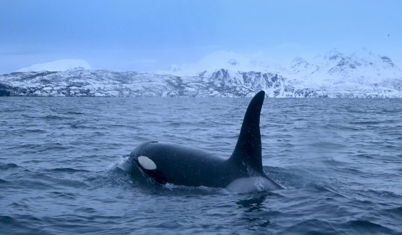 TOPSHOT - An orca chases herrings on January 14, 2019, in the Reisafjorden fjord region, near the Norwegian northern city of Tromso in the Arctic Circle. (Photo by Olivier MORIN / AFP) (Photo credit should read OLIVIER MORIN/AFP via Getty Images)