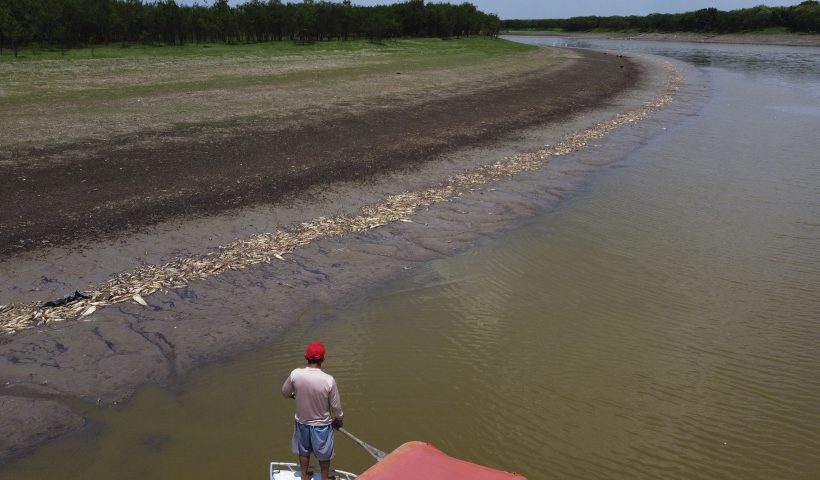A fisherman stands on his boat as he navigates near thousands of dead fish awash on the banks of Piranha Lake due to a severe drought in the state of Amazonas, in Manacapuru, Brazil, Wednesday, Sept. 27, 2023. (AP Photo/Edmar Barros)