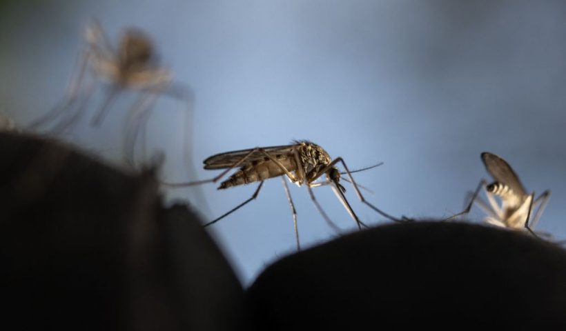This photograph shows Mosquitoes trying to sting through a glove in a deep forest near Sundom, western Finland, on June 18 2023. Warmer temperatures and presence of stagnant waters creates more habitat for mosquitoes and increase the mosquito bite rate. (Photo by Olivier MORIN / AFP) (Photo by OLIVIER MORIN/AFP via Getty Images)