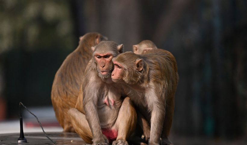 Monkeys sit on top of a car at a market area in New Delhi on December 14, 2021. (Photo by Sajjad HUSSAIN / AFP) (Photo by SAJJAD HUSSAIN/AFP via Getty Images)