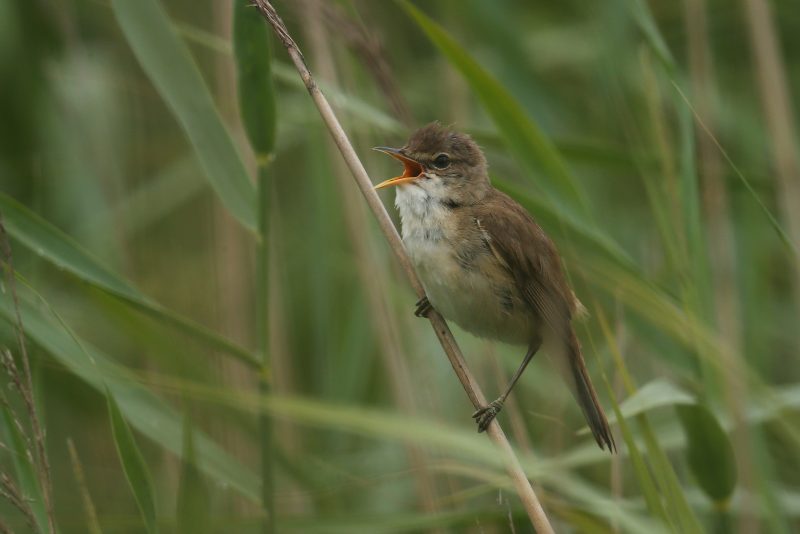 ROCHFORD, ENGLAND - JULY 13: A Reed Warbler sings in a reedbed on the RSPB's Wallasea Island Reserve on July 13, 2015 near Rochford, England. Wallasea Island Wild Coast project has been created using around three million tonnes of soil excavated from the Crossrail Tunnel project, which has helped create Europe's largest man-made nature reserve. The construction is transforming the levee-protected farmland into a thriving wetland reserve twice the size of the City of London, as part of a 20 year plan. The site is managed by the RSPB (Royal Society for the Protection of Birds) and hopes to attract an array of wildlife including Avocet, Redshank and lapwing, along with large flocks of Brent geese, Dunlin, Wigeon and Curlew. (Photo by Dan Kitwood/Getty Images)