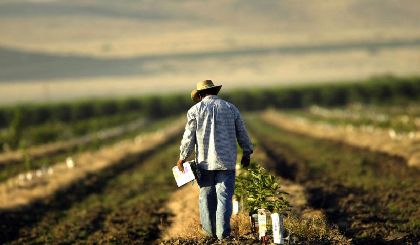 ARVIN, CA - AUGUST 11: A farm worker labors in a field on August 11, 2004 near the town of Arvin, southeast of Bakersfield, California. California?s Central Valley is one of the nation's most important agricultural and oil producing areas. Mass food production has brought heavy use of chemicals, including pesticides that have sickened hundreds of area workers and residents. In 2002, the last year for which numbers are available, 172 million pounds of pesticides were used on California fields sickening 478 people as airborne chemicals drifted 39 times, according to the state Department of Pesticide Regulation. On May 2, a crew of 100 workers was caught in a drift of pesticide near Arvin that made 19 of them sick, including a woman who was five months pregnant. This spring, state Sen. Dean Florez introduced a bill, the Pesticide Drift Exposure Response Act, to help pay for field workers' medical care. (Photo by David McNew/Getty Images)