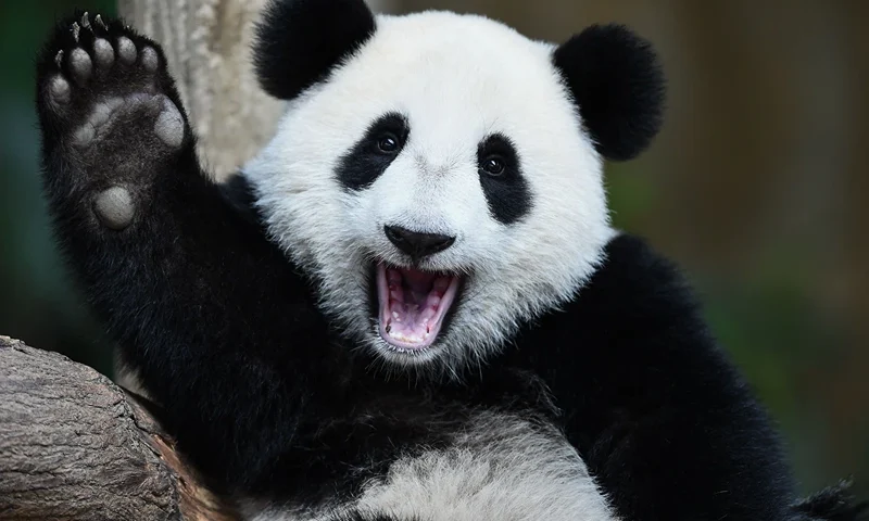 (Photo by MOHD RASFAN / AFP) (Photo by MOHD RASFAN/AFP via Getty Images)