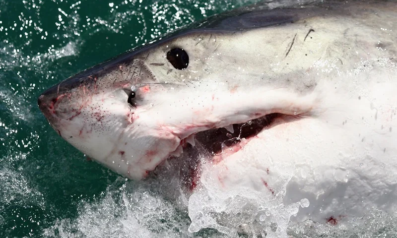 GANSBAAI, SOUTH AFRICA - OCTOBER 19: A Great White Shark is attracted by a lure on the 'Shark Lady Adventure Tour' on October 19, 2009 in Gansbaai, South Africa. The lure, usually a tuna head, is attached to a buoy and thrown into the water in front of the cage with the divers. The waters off Gansbaai are the best place in the world to see Great White Sharks, due to the abundance of prey such as seals and penguins which live and breed on Dyer Island, which lies 8km from the mainland. (Photo by Dan Kitwood/Getty Images)