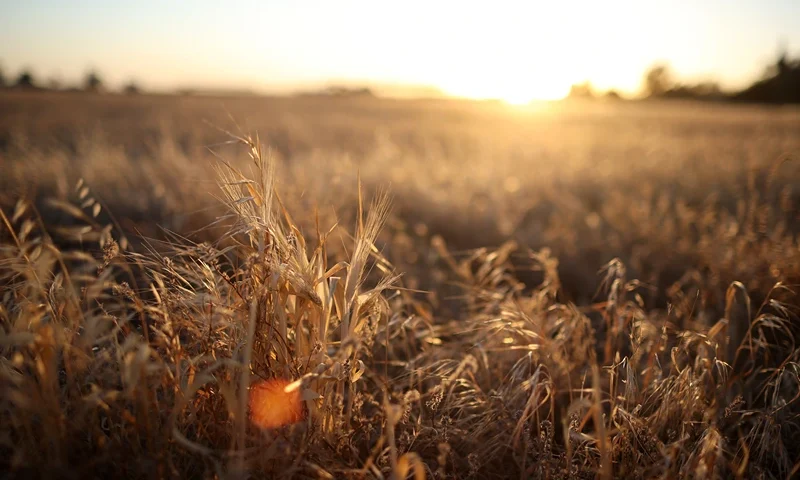 MADERA, CALIFORNIA - MAY 25: Dry grass covers a field at a farm on May 25, 2021 in Madera, California. As California enters an extreme drought emergency, water is starting to become scarce in California's Central Valley, one of the most productive agricultural regions in the world. Farmers are facing a shortage of water to use on their crops as wells and reservoirs dry up. Some are pulling out water dependent crops, like almonds, or opting to leave acres fallow. (Photo by Justin Sullivan/Getty Images)