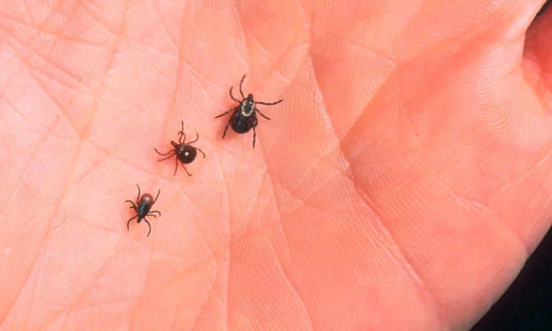 Close Up Of An Adult Female Deer Tick Dog Tick And A Lone Star Tick Are Shown June 15 390650 07: A Close Up Of An Adult Female Deer Tick, Dog Tick, And A Lone Star Tick Are Shown June 15, 2001 On The Palm Of A Hand. Ticks Cause An Acute Inflammatory Disease Characterized By Skin Changes, Joint Inflammation, And Flu-Like Symptoms Called Lyme Disease. (Photo By Getty Images)