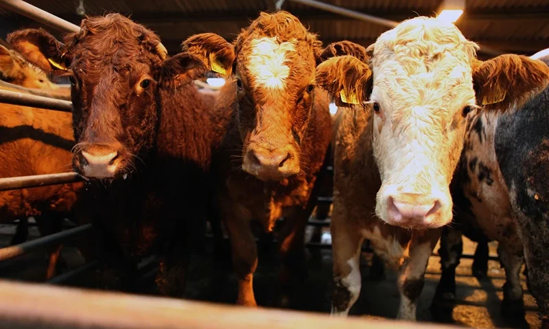 Beef cattle are sold at an auction in Ayr on October 27, 2009 in Ayr, Scotland. Climate change campaigners have warned we must become vegetarians to help save the planet, research claims that raising livestock is harmful to the environment and that vegetation would thrive on any unused farmland. (Photo by Jeff J Mitchell/Getty Images)