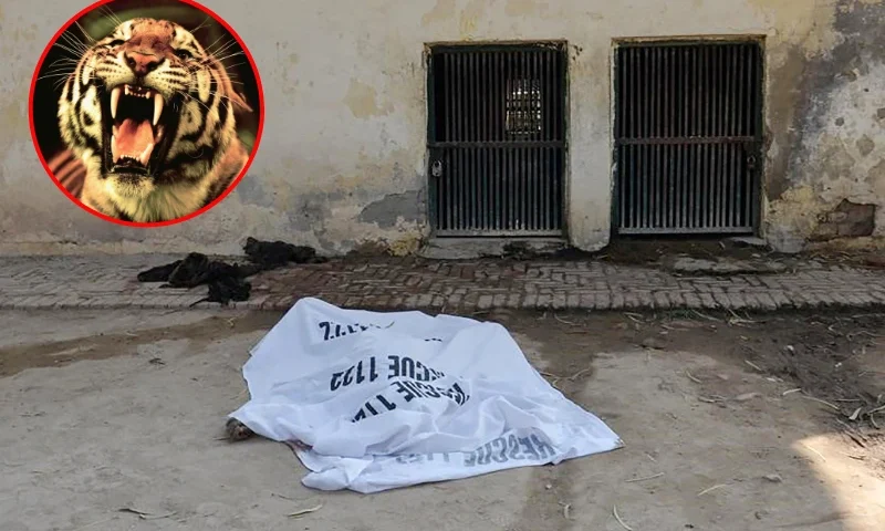 B| PAKISTAN-ZOO-DEATH This picture taken on December 6, 2023 shows a covered dead body of a man who was mauled to death by tigers in a zoo in Bahawalpur district, in the eastern province of Punjab. A zoo in Pakistan has been shut down after a man was mauled to death by tigers in an attack discovered during routine cleaning, officials said December 7. (Photo by AFP) (Photo by -/AFP via Getty Images) F| Acrobatic Troupes Prepare For 7th China Wuhan International Acrobatic Festival WUHAN, CHINA - OCTOBER 25: (CHINA OUT) A tiger of Hangzhou Sapphire Circus roars during a rehearsal at the Wuhan Acrobatics Hall on October 25, 2006 in Wuhan of Hubei Province, China. The circus is preparing the program "Taming Lions and Tigers" for the 7th China Wuhan International Acrobatic Festival to be held on October 27, which has attracted acrobats and masters from over 20 countries and regions. (Photo by China Photos/Getty Images)