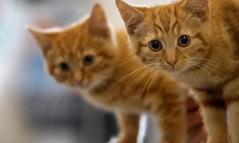 MANCHESTER, ENGLAND - JULY 27: Milly, a 13-week-old kitten waits with her brother Charlie (L) to be re-homed at The Society for Abandoned Animals Sanctuary in Sale, Manchester which is facing an urgent cash crisis and possible closure on July 27, 2010 in Manchester, England. The Society for Abandoned Animals exists entirely on public support and unless it can raise GBP 50,000 in the next couple of months it will have to close down. The registered charity started in 1967 and in the last five years alone the charity has rescued and found homes for more than 1,000 cats, 290 rabbits and 262 dogs. The rescue centre is one of the many who are suffering a downfall in donations due to the economic recession. (Photo by Christopher Furlong/Getty Images)
