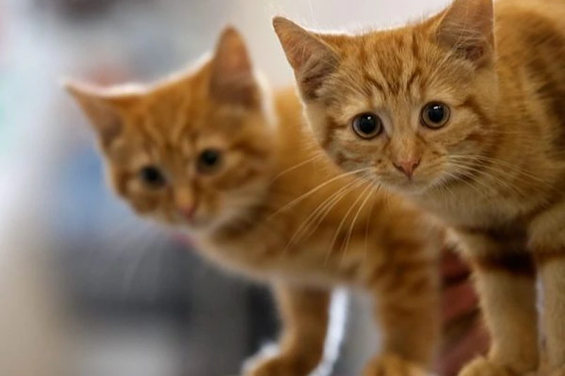 MANCHESTER, ENGLAND - JULY 27: Milly, a 13-week-old kitten waits with her brother Charlie (L) to be re-homed at The Society for Abandoned Animals Sanctuary in Sale, Manchester which is facing an urgent cash crisis and possible closure on July 27, 2010 in Manchester, England. The Society for Abandoned Animals exists entirely on public support and unless it can raise GBP 50,000 in the next couple of months it will have to close down. The registered charity started in 1967 and in the last five years alone the charity has rescued and found homes for more than 1,000 cats, 290 rabbits and 262 dogs. The rescue centre is one of the many who are suffering a downfall in donations due to the economic recession. (Photo by Christopher Furlong/Getty Images)