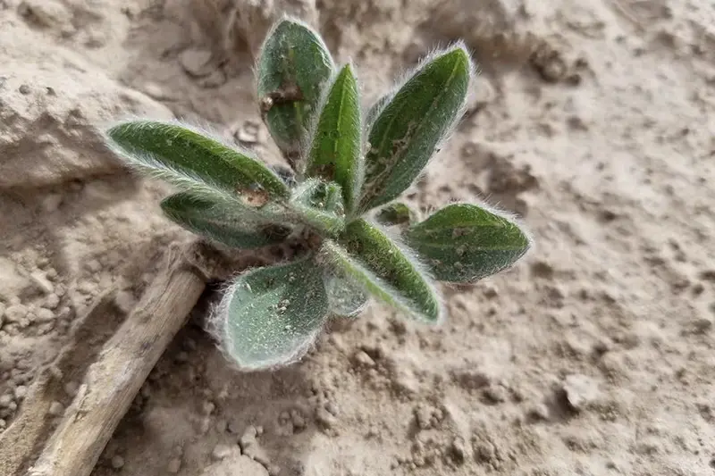Kochia is seen in a sugar beet field near Nampa, Idaho, U.S., May 24, 2018 . Clarke Alder/ Amalgamated Sugar Company/Handout via REUTERS