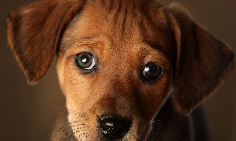 Animal Rescue Centres Feel The Strain After Christmas Pets Are Abandoned WARRINGTON, ENGLAND - JANUARY 04: A seven week old Daschund cross puppy waits to be re-homed at the Cheshire Dogs Home on January 4, 2010 in Warrington, England. The puppy is one of hundreds waiting for a new home at the Manchester and Cheshire Dogs Home and other animal shelters across Britain. There has been a huge surge in the number of abandoned pets over the Christmas and Winter period. (Photo by Christopher Furlong/Getty Images)