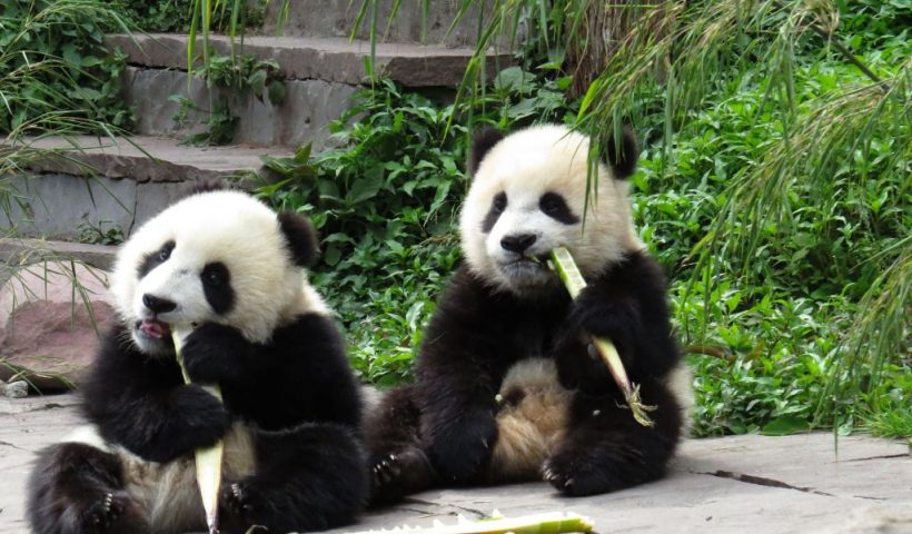 TOPSHOT - Giant pandas eat bamboo at the Bifengxia Base of China Conservation and Research Centre for the giant panda after a magnitude 7.0 earthquake hit the city of Ya'an, southwest China's Sichuan province on April 20, 2013. About 60 shocked giant pandas are now under the care of breeders. More than 100 people were killed and 3,000 injured when a strong earthquake shook southwest China on April 20, wrecking homes and triggering landslides in an area devastated by a major tremor in 2008. CHINA OUT AFP PHOTO (Photo by AFP) (Photo by STR/AFP via Getty Images)