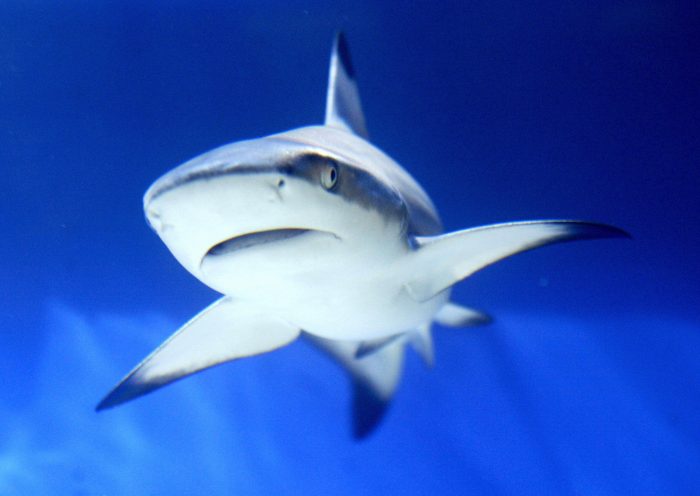 ISTANBUL, TURKEY: A shark is seen in an aquarium during the International Animal Fair in Istanbul, 02 April 2005. AFP PHOTO/Mustafa Ozer (Photo credit should read MUSTAFA OZER/AFP via Getty Images)