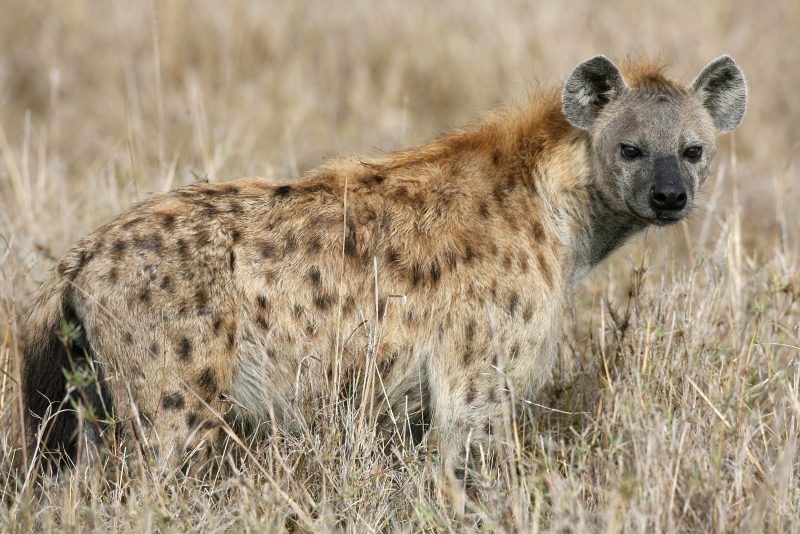 NAIROBI, KENYA - DECEMBER 11: A Spotted Hyenas walks through grassland on December 11, 2007 in the Masai Mara Game Reserve, Kenya. (Photo by Dan Kitwood/Getty Images)