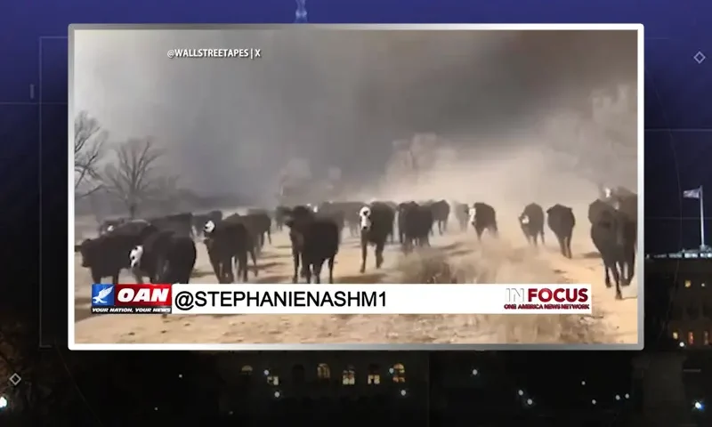 Video still from In Focus on One America News Network