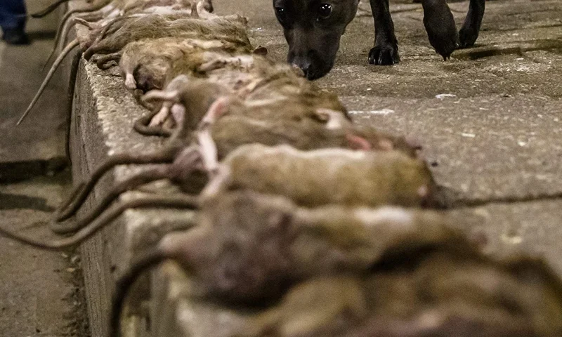 US-HEALTH-VIRUS-ANIMAL-RATS Members of 'The Ryder's Alley Trencher-fed Society (R.A.T.S.)' meet with their dogs to vermin control a neighborhood in lower Manhattan on May 14, 2021 in New York City. - Late one Friday night, eight dog enthusiasts and their pet pooches prowl several dark alleys in New York with one mission: to hunt and kill as many rats as possible. The dogs, mostly terriers, pant and strain at their leashes before diving into trash bags and emerging seconds later with a convulsing rodent between their teeth. (Photo by Angela Weiss / AFP) (Photo by ANGELA WEISS/AFP via Getty Images)