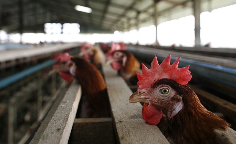 SUPHANBURI, THAILAND - JANUARY 27: A chicken peers out from a cage at the Sanoh chicken farm January 27, 2007 in Suphanburi, Thailand. The family run Sanoh farm has around 5,000 chickens located in one of the main chicken farm areas two hours north of Bangkok. Although the farm has been completely free of Bird Flu, its owners say that they are struggling to make ends meet with lower prices on eggs and increased prices on chicken feed. New outbreaks of bird flu are causing concern in the Asian region with new cases surfacing in Thailand, China and Vietnam. Officials from the United Nations Food and Agriculture Organization (FAO) say that the latest outbreaks are not as serious as 2004 but worry about the spike in Avian flu. (Photo by Paula Bronstein/Getty Images)