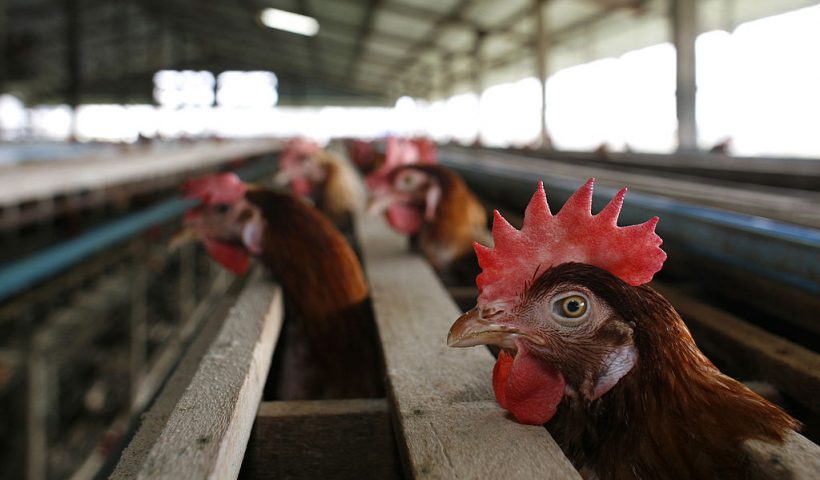 SUPHANBURI, THAILAND - JANUARY 27: A chicken peers out from a cage at the Sanoh chicken farm January 27, 2007 in Suphanburi, Thailand. The family run Sanoh farm has around 5,000 chickens located in one of the main chicken farm areas two hours north of Bangkok. Although the farm has been completely free of Bird Flu, its owners say that they are struggling to make ends meet with lower prices on eggs and increased prices on chicken feed. New outbreaks of bird flu are causing concern in the Asian region with new cases surfacing in Thailand, China and Vietnam. Officials from the United Nations Food and Agriculture Organization (FAO) say that the latest outbreaks are not as serious as 2004 but worry about the spike in Avian flu. (Photo by Paula Bronstein/Getty Images)