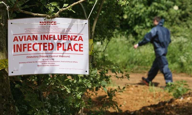 BANBURY, UNITED KINGDOM - JUNE 04: A man in a protective body suit walks past a sign warning of a outbreak of the H7 strain of bird flu, at Eastwood Farm, near Banbury on June 4, 2008 in Oxfordshire, England. The strain of avian flu virus was found yesterday in laying hens, and all birds on the farm have been ordered to be destroyed. The H7 strain has been found in Britain on several occasions before, but this is the first time it has been identified in the highly pathogenic, or deadly, form. (Photo by Matt Cardy/Getty Images)
