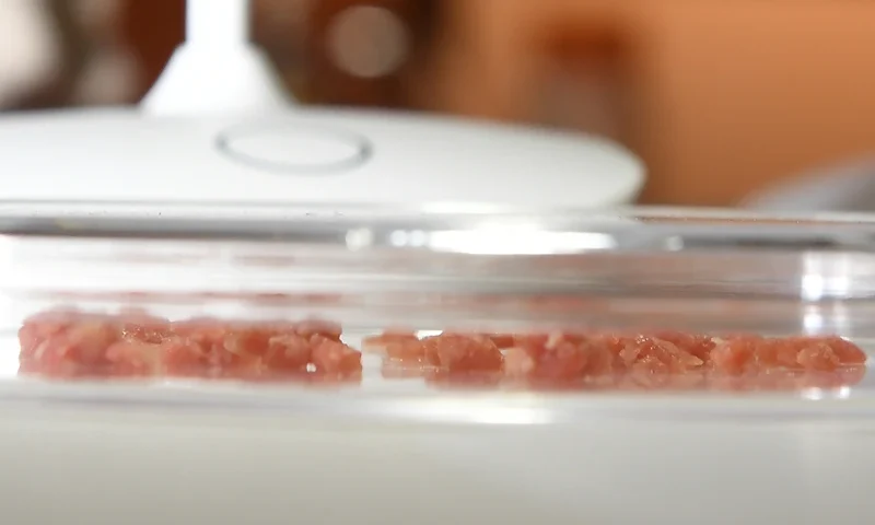 Lab-grown meat from the US is presented in the Disgusting Food Museum on December 6, 2018 in Los Angeles, California. - Care for some Chinese mouse wine, fried tarantula or sheep eyeball juice? Or how about fried locusts, grasshoppers or virgin boy eggs? These delicacies are among some 80 items featured at the Disgusting Food Museum opening in Los Angeles on December 9, 2018, with the aim of exposing visitors to different cultures and foods and what we may all be eating in the future. (Photo by Robyn Beck / AFP) (Photo credit should read ROBYN BECK/AFP via Getty Images)