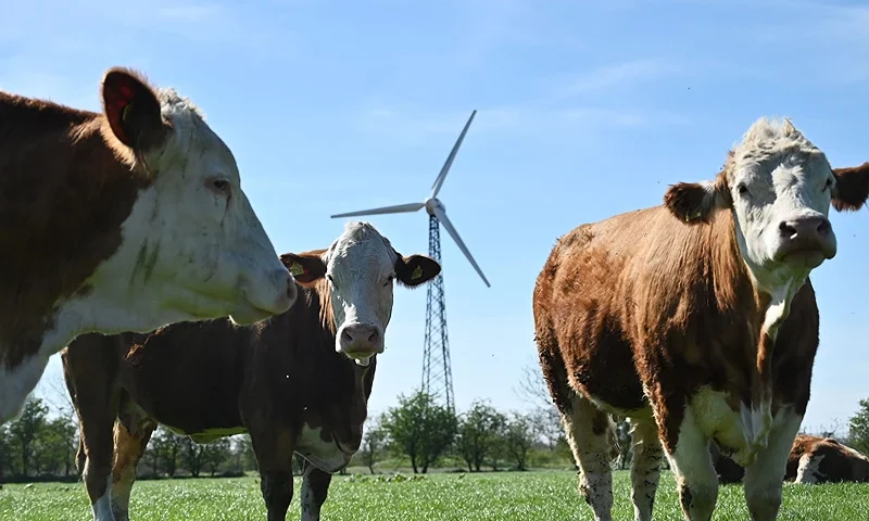 Cows stand in the field near a wind turbine in the village of Hjolderup, Denmark, on May 8, 2023. The solar park covering an area of 340 hectares and surrounding a village with 12 households is considered the largest in Northern Europe. (Photo by Sergei GAPON / AFP) (Photo by SERGEI GAPON/AFP via Getty Images)