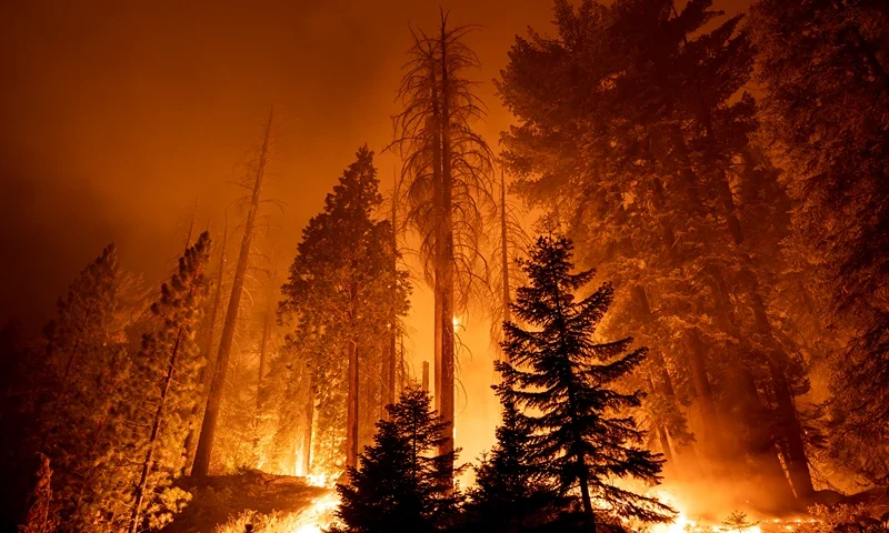 Windy Fire Burning In Central California Threatens Sequoia Trees CALIFORNIA HOT SPRINGS, CA - SEPTEMBER 21: The Windy Fire blazes through the Long Meadow Grove of giant sequoia trees near The Trail of 100 Giants overnight in Sequoia National Forest on September 21, 2021 near California Hot Springs, California. As climate change and years of drought push wildfires to become bigger and hotter, many of the worlds biggest and oldest trees, the ancient sequoias, have been killed. The giant trees are among the worlds biggest and live to more than 3,000 years, surviving hundreds of wildfires throughout their lifespans. The heat of normal wildfire of the past helped the trees reproduce but increasing fire intensity can now kill them. A single wildfire, the Castle fire, destroyed as much as 14 percent of all the worlds giant sequoias in 2020. (Photo by David McNew/Getty Images)