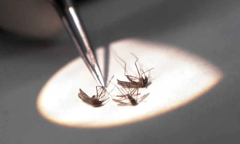 Bacteriologist Erik Devereaux tests mosquitos for the West Nile Virus July 28, 2000 at the State Lab in Boston, MA. Officials say a dead crow found in Hopkinton, MA on July 21, 2000 was the second confirmed case of the mosquito-borne disease found in the Northeast. (Photo by Darren McCollester/Newsmakers)