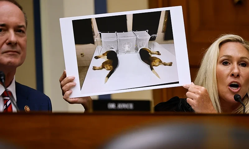 WASHINGTON, DC - JUNE 03: Rep. Marjorie Taylor Greene (R-GA) holds up a photograph of animals while questioning Dr. Anthony Fauci, former Director of the National Institute of Allergy and Infectious Diseases, during a hearing of the House Oversight and Accountability Committee Select Subcommittee on the Coronavirus Pandemic at the Rayburn House Office Building on June 03, 2024 in Washington, DC. The Subcommittee is holding a hearing on the findings from a fifteen month Republican-led probe of former Director of the National Institute of Allergy and Infectious Diseases Dr. Anthony Fauci and the COVID-19 pandemic's origins. (Photo by Chip Somodevilla/Getty Images)