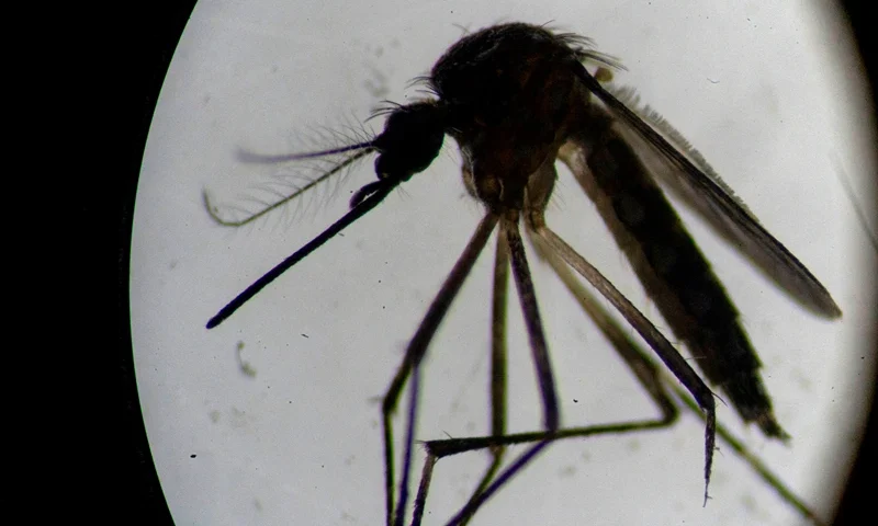 An Aedes aegypti mosquito is seen through a microscope at the Oswaldo Cruz Foundation laboratory in Rio de Janeiro, Brazil, on August 14, 2019. - After guzzling human blood, mosquitos in a Rio de Janeiro laboratory produce offspring infected with a bacteria that is packing a punch in the fight against dengue, which has exploded in Brazil this year. So far, results are promising. Scientists at Fiocruz institute, which is running the trial, report a "significant reduction" in cases of dengue and chikungunya in targeted neighborhoods. (Photo by MAURO PIMENTEL / AFP) (Photo by MAURO PIMENTEL/AFP via Getty Images)
