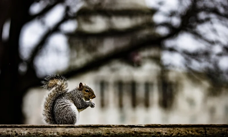 WASHINGTON, DC - FEBRUARY 11: A squirrel eats a nut on a wall on the grounds of the U.S. Capitol on the 3rd day of the second impeachment trial of former President Donald Trump on February 11, 2021 in Washington, DC. House impeachment managers will continue to make the case that Trump was responsible for the January 6th attack at the U.S. Capitol and he should be convicted and barred from holding public office again. (Photo by Samuel Corum/Getty Images)