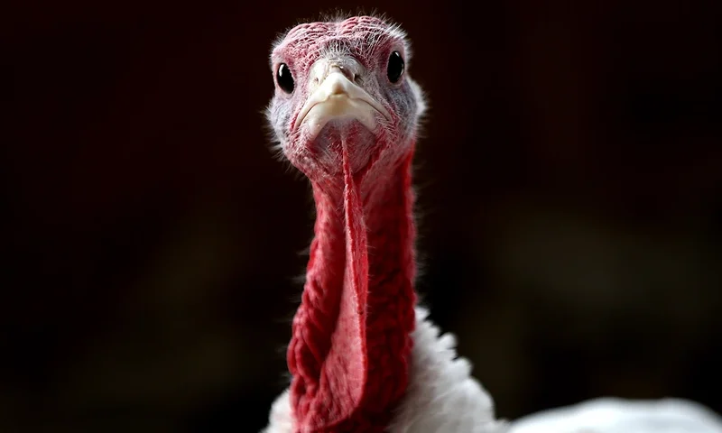SONOMA, CA - NOVEMBER 26: With less than one week before Thanksgiving, a turkey sits in a barn at the Willie Bird Turkey Farm November 26, 2013 in Sonoma, California. An estimated forty six million turkeys are cooked and eaten during Thanksgiving meals in the United States. (Photo by Justin Sullivan/Getty Images)
