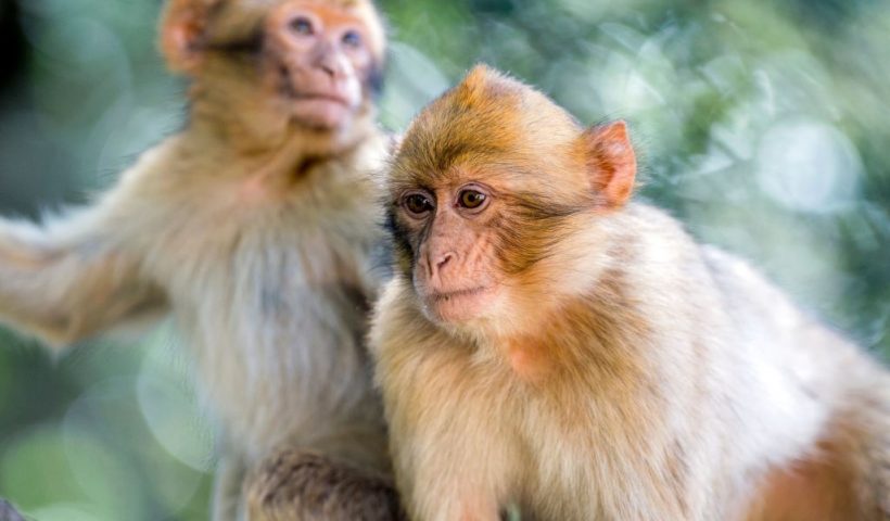 Barbary macaques sit in tree branches in a forest near the Moroccan town of Azrou, in the Atlas mountain chain on April 15, 2017. - The only species of macaque outside Asia, which lives on leaves and fruits and can weigh up to 20 kilogrammes (45 pounds), was once found throughout North Africa and parts of Europe.