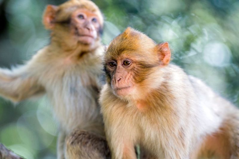 South Carolina: 43 Monkeys Still On The Run After Escaping Medical Research Center