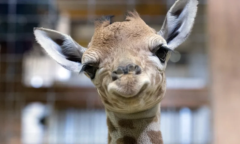BRISTOL, ENGLAND - MAY 12: One-day-old baby giraffe calf Gus looks at the camera at Noah's Ark farm on May 12, 2017 in Bristol, England. The baby giraffe was born yesterday at the zoo farm in North Somerset. In the wild, populations of giraffes are suffering from a continuing decline, with 97,500 estimated in Africa in 2015. Since 1985 the total giraffe population has fallen by 35%. New arrival Gus joins brothers George, 4 and Geoffrey, 2. (Photo by Matt Cardy/Getty Images)