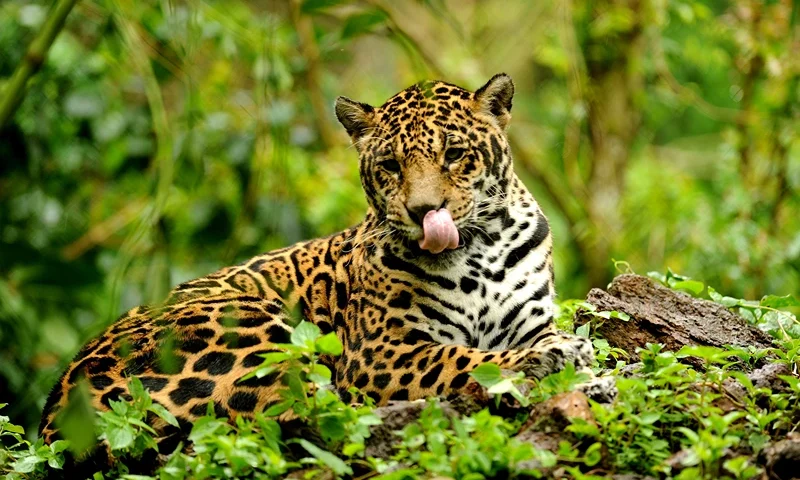 TO GO WITH AFP STORY by Yana Marull A captive jaguar rests in an enclosure at Petro Velho Farm, a refuge of the non-governmental organization NEX in Corumba de Goias, about 80 km from Brasilia, on January 11, 2013. Nex, an NGO aimed at preserving and defending the life of endangered Brazilian wild cats, has a sanctuary in the state of Goias which receives big cats from across the country which cannot return to nature. AFP PHOTO/Evaristo SA (Photo credit should read EVARISTO SA/AFP via Getty Images)