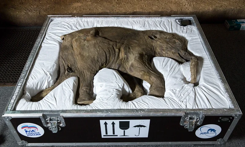 LONDON, ENGLAND - MAY 19: (EDITORS NOTE: IMAGES EMBARGOED FOR USE UNTIL 00:01 BST ON TUESDAY MAY 20, 2014) Lyuba, the world's most complete mammoth, is seen before going on public display at Natural History Museum on May 19, 2014 in London, England. The baby mammoth, measuring 85 centimetres tall and 130 centimetres long, was discovered in Siberia, Russia in May 2007 by reindeer herder Yuri Khudi and his sons whilst searching for wood along the Yuribei River some 42,000 years after the one month old mammoth died. Lyuba, named after Yuri's wife and meaning love in Russia, is on public display at the Natural History Museum from 23 May until 7 September 2014. (Photo by Rob Stothard/Getty Images)